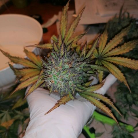 Northern Light Automatic growlog timeline photo