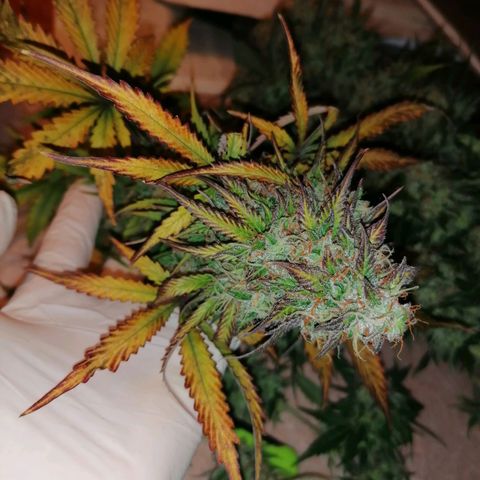 Northern Light Automatic growlog timeline photo