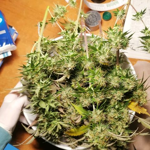 Northern Light Automatic growlog timeline photo