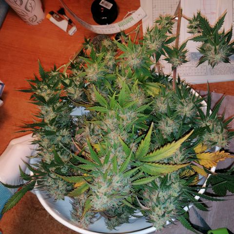 Northern Light Automatic growlog timeline photo