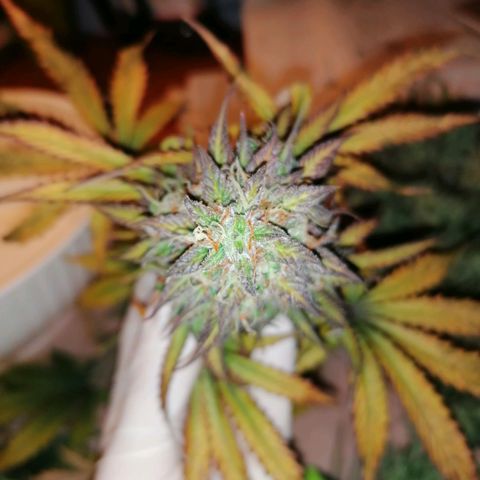 Northern Light Automatic growlog timeline photo