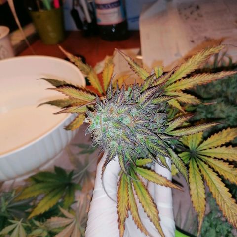 Northern Light Automatic growlog timeline photo