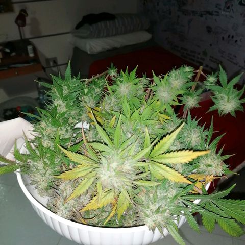 Northern Light Automatic growlog timeline photo