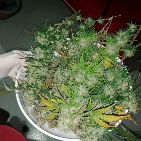 Northern Light Automatic growlog timeline photo