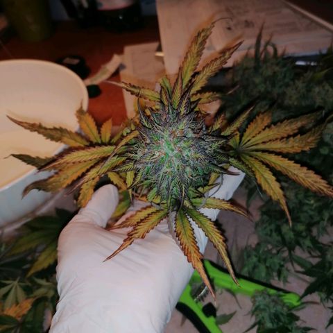 Northern Light Automatic growlog timeline photo