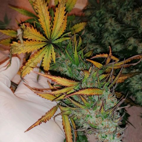 Northern Light Automatic growlog timeline photo