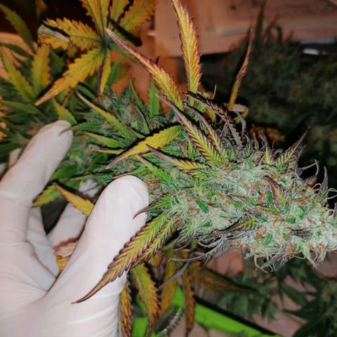 Northern Light Automatic growlog timeline photo