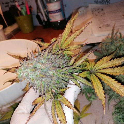 Northern Light Automatic growlog timeline photo