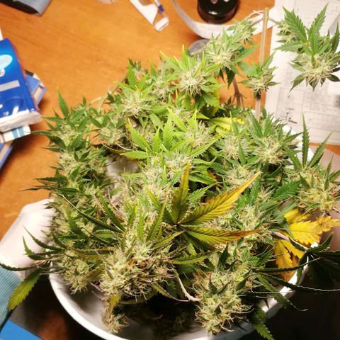 Northern Light Automatic growlog timeline photo
