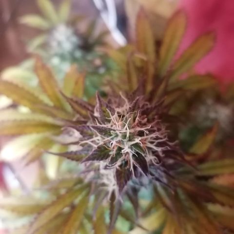 Northern Light Automatic growlog timeline photo