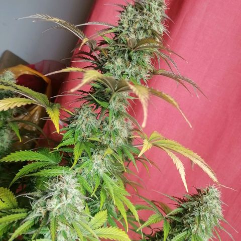 Northern Light Automatic growlog timeline photo