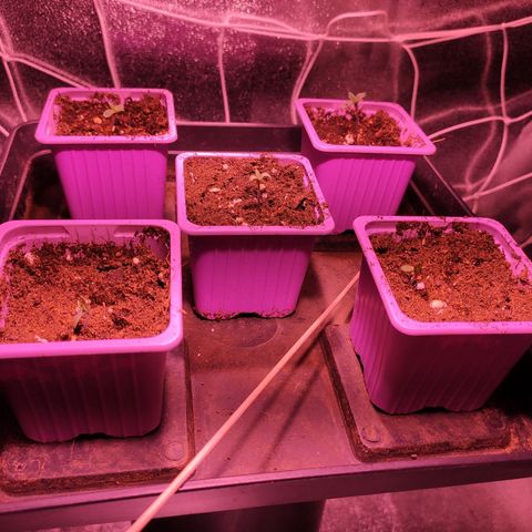 CM FV #1 growlog timeline photo