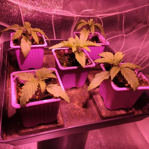 CM FV #1 growlog photo: Transplante