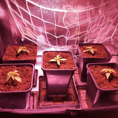 CM FV #1 growlog photo: Transplante