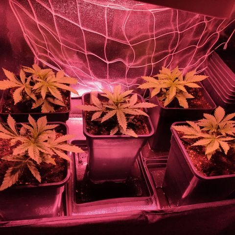 CM FV #1 growlog timeline photo