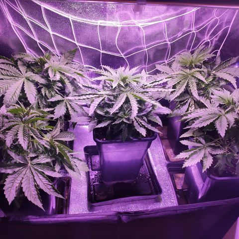 CM FV #1 growlog timeline photo