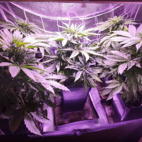 CM FV #1 growlog timeline photo