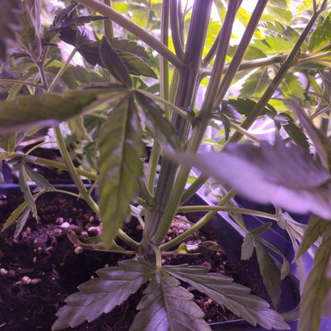 CM FV #1 growlog timeline photo