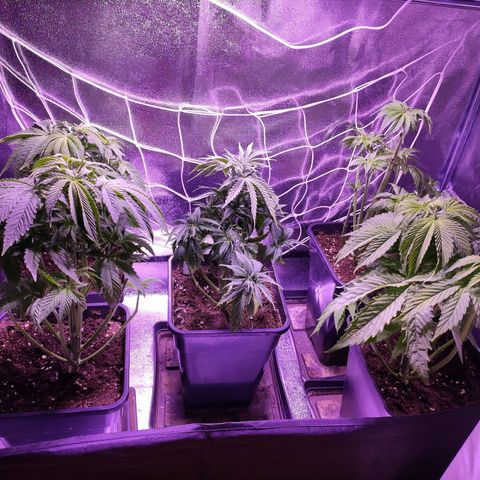 CM FV #1 growlog timeline photo