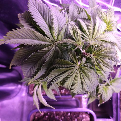 CM FV #1 growlog photo: Podas Apical y FIM