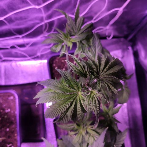 CM FV #1 growlog photo: Podas Apical y FIM
