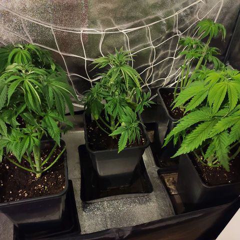 CM FV #1 growlog photo: Podas Apical y FIM