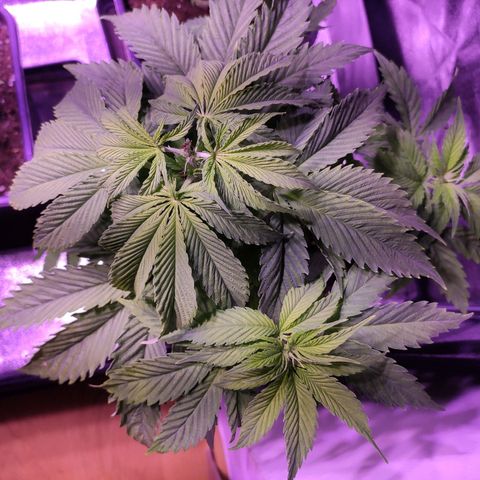 CM FV #1 growlog photo: Podas Apical y FIM