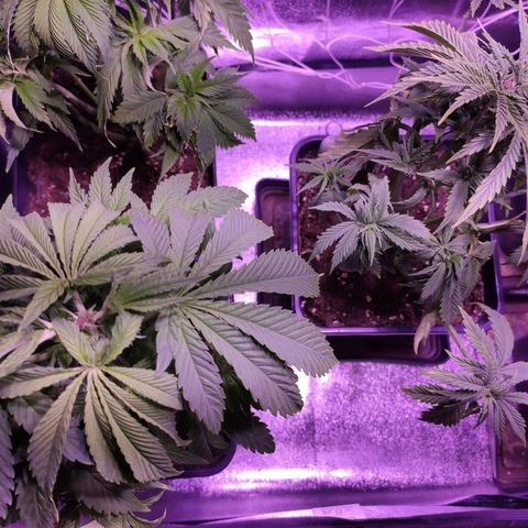 CM FV #1 growlog photo: Podas Apical y FIM