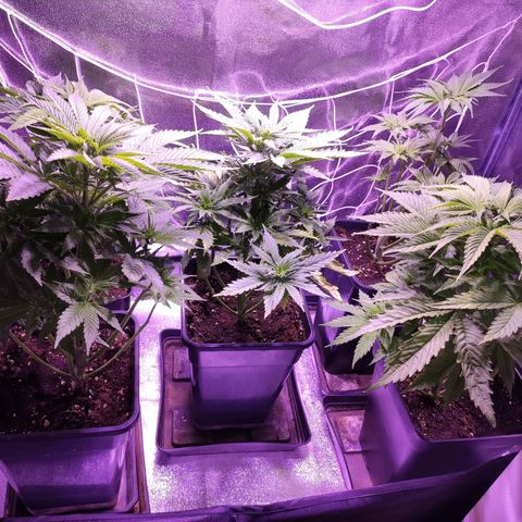 CM FV #1 growlog timeline photo