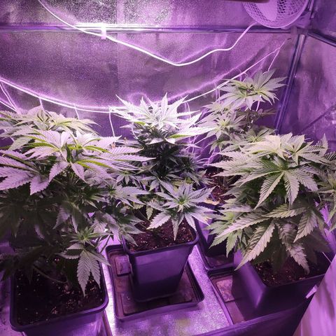 CM FV #1 growlog timeline photo