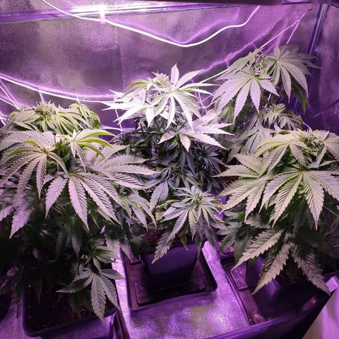 CM FV #1 growlog timeline photo
