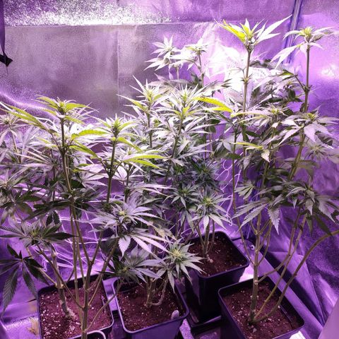 CM FV #1 growlog photo: Poda Lollipop 🍭 