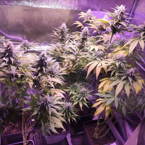 CM FV #1 growlog timeline photo