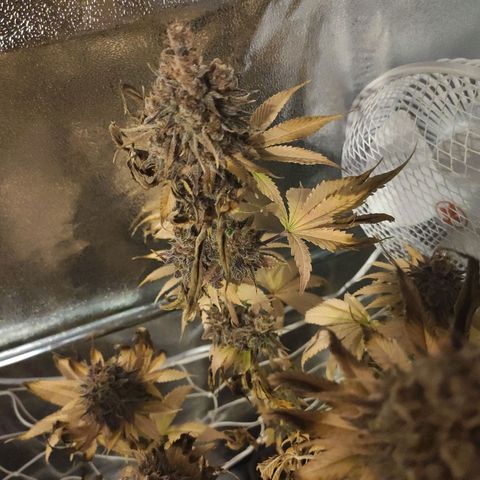 CM FV #1 growlog timeline photo