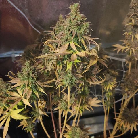 CM FV #1 growlog timeline photo