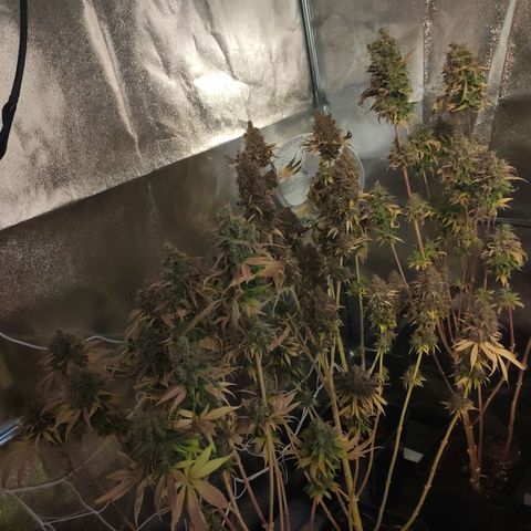 CM FV #1 growlog timeline photo