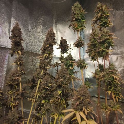 CM FV #1 growlog timeline photo