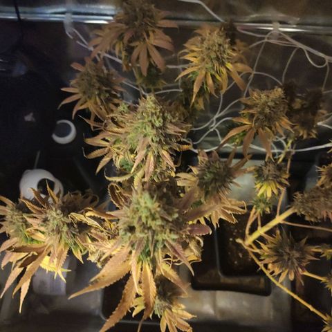 CM FV #1 growlog timeline photo