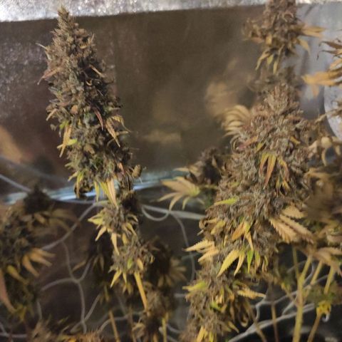CM FV #1 growlog timeline photo