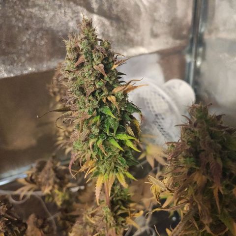CM FV #1 growlog timeline photo