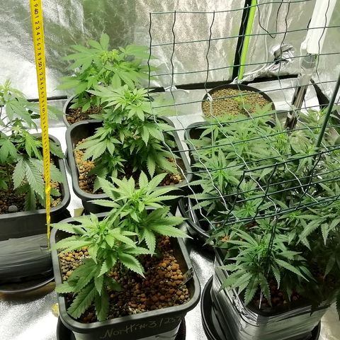 Gorilla#3 growlog photo: Uutta fotoo 