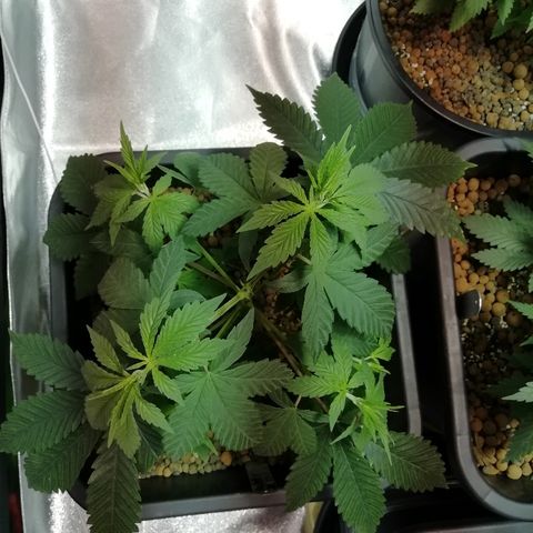 Gorilla#3 growlog photo: Uutta fotoo 