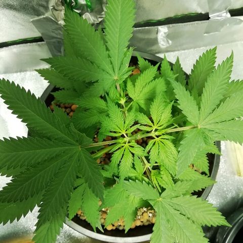 Gorilla#3 growlog photo: Uutta fotoo 