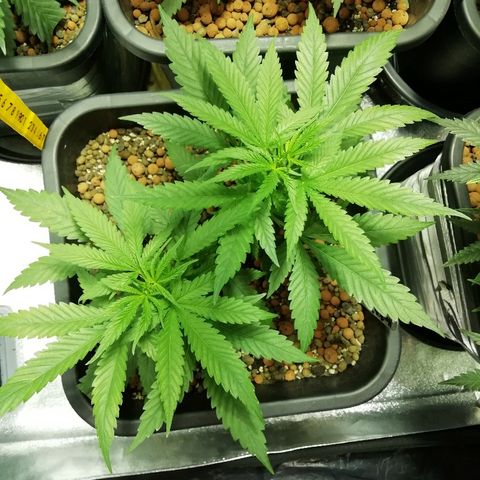 Gorilla#3 growlog photo: Uutta fotoo 