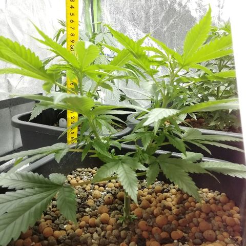Gorilla#3 growlog photo: Uutta fotoo 