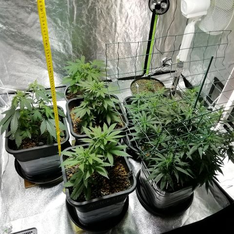 Gorilla#3 growlog photo: Uutta fotoo 