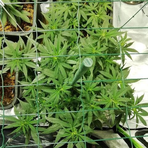 Gorilla#3 growlog photo: Uutta fotoo 