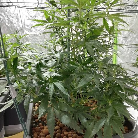 Gorilla#3 growlog photo: Uutta fotoo 