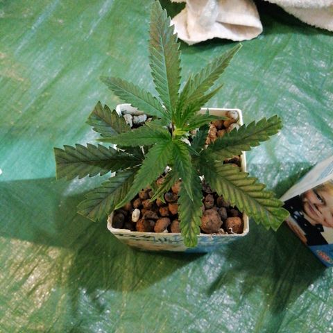 Gorilla#3 growlog photo: Gorillan pistosta kasvanut taimi