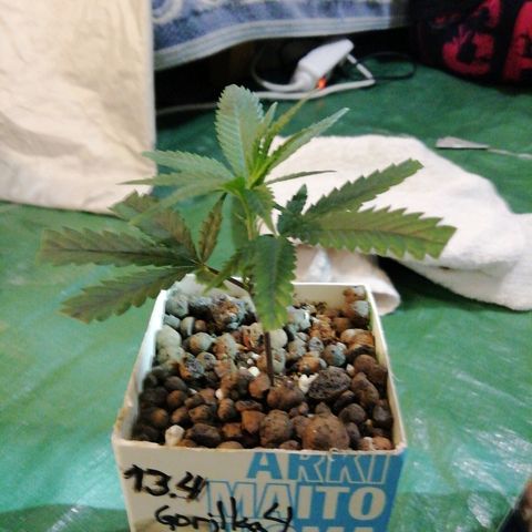 Gorilla#3 growlog photo: Gorillan pistosta kasvanut taimi